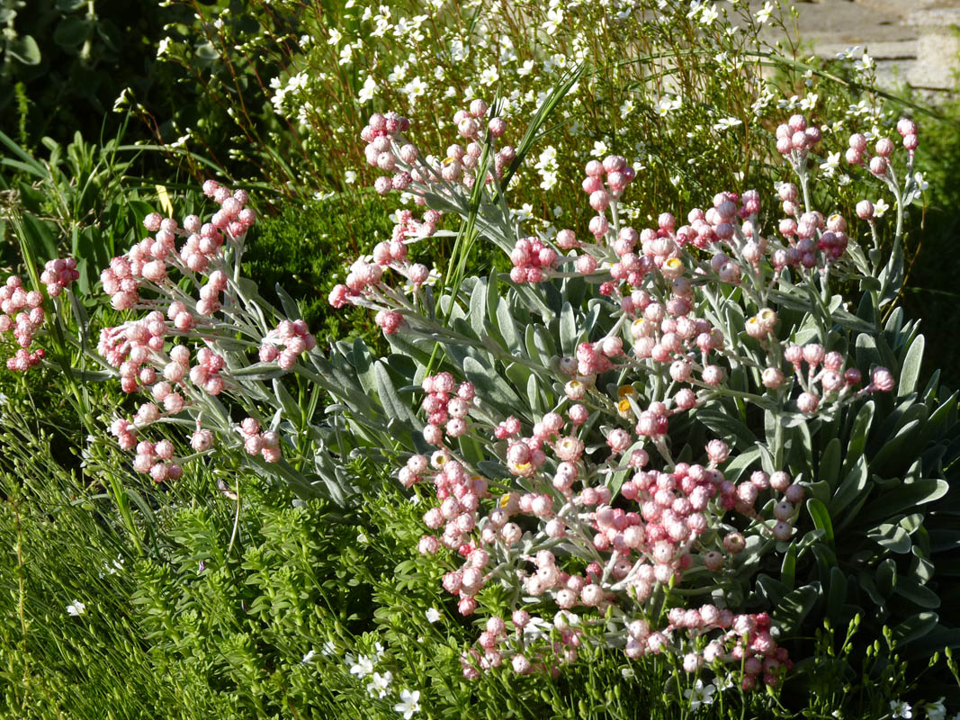 Helichrysum amorginum 'Ruby Cluster' photo